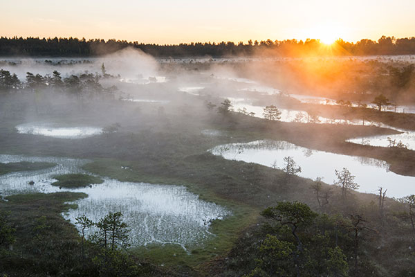 bog in Estonia