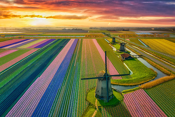 Tulips in the Netherlands